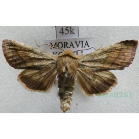 Pyrrhia purpura (Hübner, 1817) Czech45k